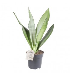 SANSEVJĒRA (SANSEVIERIA) MOONSHINE 11Ø30H