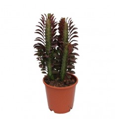 DIEVKRĒSLIŅŠ (EUPHORBIA TRIG.) RUBRA 10Ø