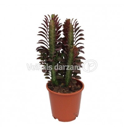 DIEVKRĒSLIŅŠ (EUPHORBIA TRIG.) RUBRA 10Ø