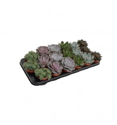 EŠEVĒRIJA (ECHEVERIA) MIX 8,5Ø