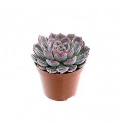 EŠEVĒRIJA (ECHEVERIA) APUS 8,5Ø15H