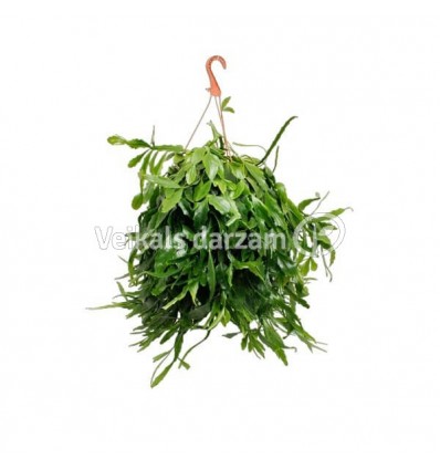 RIPSALIS (RHIPSALIS) CRISPATA 21Ø50H