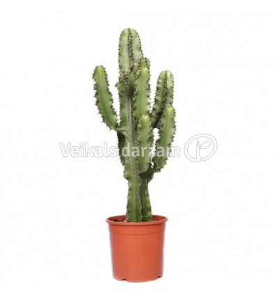 DIEVKRĒSLIŅŠ (EUPHORBIA ERYTREA) 21Ø70H