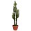 DIEVKRĒSLIŅŠ (EUPHORBIA ERYTREA) 40Ø145H