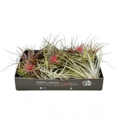 TILANDSIJA (TILLANDSIA) MIX 8Ø8H