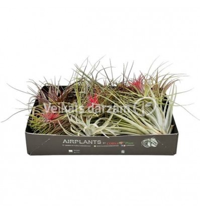 TILANDSIJA (TILLANDSIA) MIX 8Ø8H