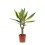 DRACĒNA (DRACAENA) GOLDEN KING 11Ø45H