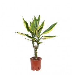 DRACĒNA (DRACAENA) GOLDEN KING 11Ø45H