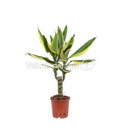 DRACĒNA (DRACAENA) GOLDEN KING 11Ø45H