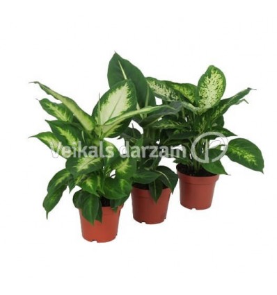 DIFENBAHIJA (DIEFFENBACHIA) MIX 12Ø40H