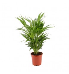 AREKAS PALMA (DYPSIS LUTESCENS) 17Ø65H