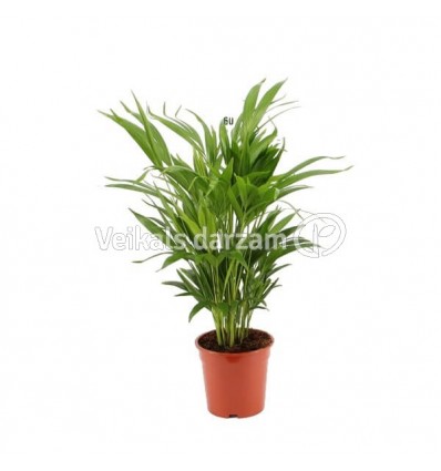 AREKAS PALMA (DYPSIS LUTESCENS) 17Ø65H