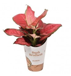 AGLAONEMA SUN STAR 12Ø35H