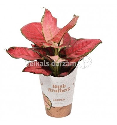 AGLAONEMA SUN STAR 12Ø35H