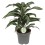 DRACĒNA (DRACAENA) JADE JEWEL 17Ø50H