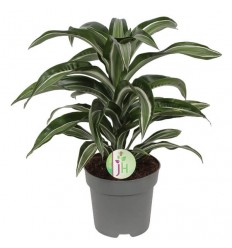 DRACĒNA (DRACAENA) JADE JEWEL 17Ø50H