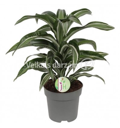 DRACĒNA (DRACAENA) JADE JEWEL 17Ø50H