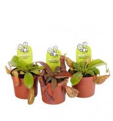 NEPENTHES ALATA (NEPENTHES ALATA) 14Ø50H