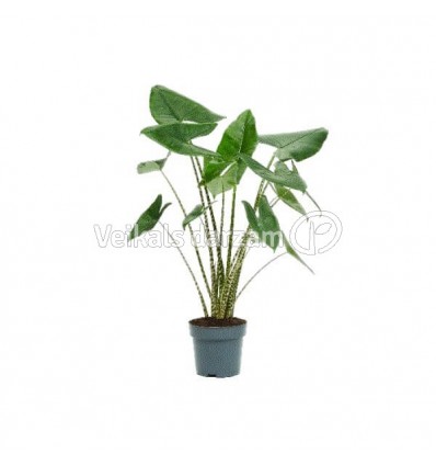 ALOKĀZIJA (ALOCASIA) ZEBRINA 24Ø90H