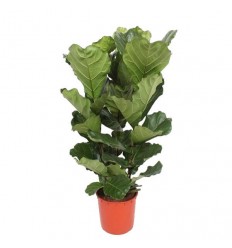 FIKUSS (FICUS LYRATA) 34Ø120H