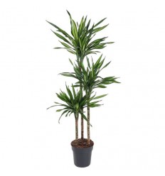 DRACĒNA (DRACAENA) RIKI 30Ø160H