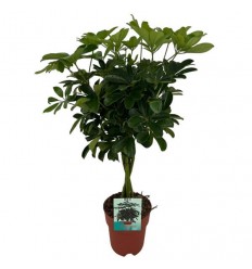 ŠEFLERA (SCHEFFLERA ARB COMPACTA)30Ø130H