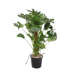 MONSTERA (MONSTERA DELICIOSA) 32Ø130H