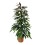 FIKUSS (FICUS) AMSTEL KING 21Ø110H