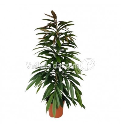 FIKUSS (FICUS) AMSTEL KING 21Ø110H