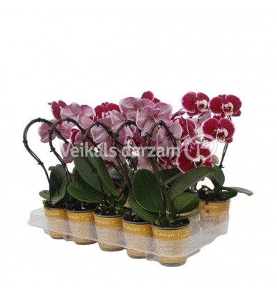 FALENOPSIS SWAN RED 7Ø30H