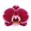 FALENOPSIS SWAN RED 7Ø30H