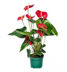 ANTŪRIJAS (ANTHURIUM) MADURAL 17Ø65H