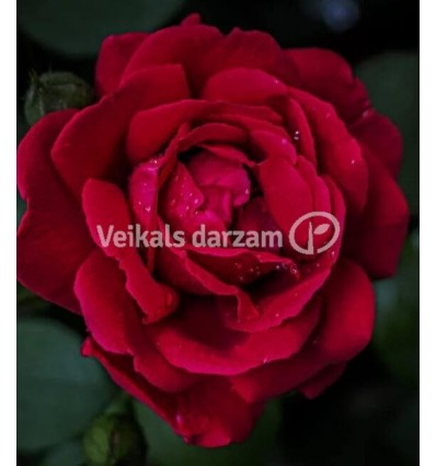 KĀPELĒJOŠĀ ROZE AMADEUS®