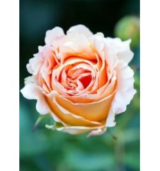 ROZE FLORIBUNDA CREMOSA®