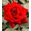 ROZE FLORIBUNDA JUGENDLIEBE®