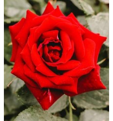 ROZE FLORIBUNDA JUGENDLIEBE®