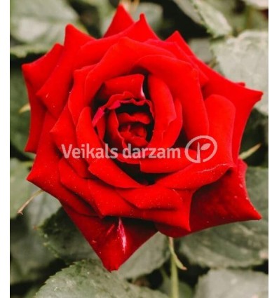 ROZE FLORIBUNDA JUGENDLIEBE®