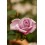 ROZE FLORIBUNDA NAUTICA®