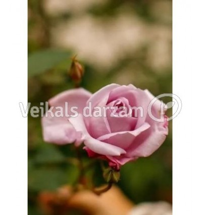 ROZE FLORIBUNDA NAUTICA®