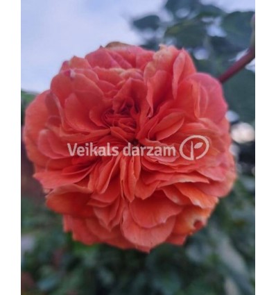 ROZE FLORIBUNDA ORANGERIE®