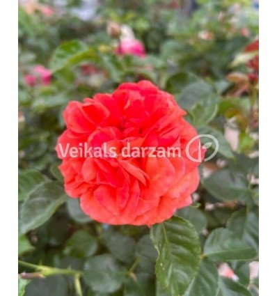 ROZE FLORIBUNDA ORANGERIE®