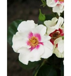 ROZE FLORIBUNDA SEE YOU® IN PURPLE