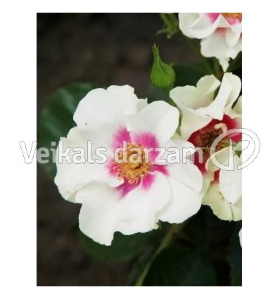 ROZE FLORIBUNDA SEE YOU® IN PURPLE