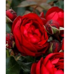 ROZE FLORIBUNDA TILL EULENSPIEGEL®