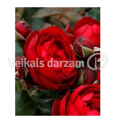 ROZE FLORIBUNDA TILL EULENSPIEGEL®