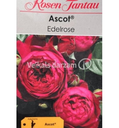 LIELZIEDU ŠĶIRNES ROZE ASCOT®