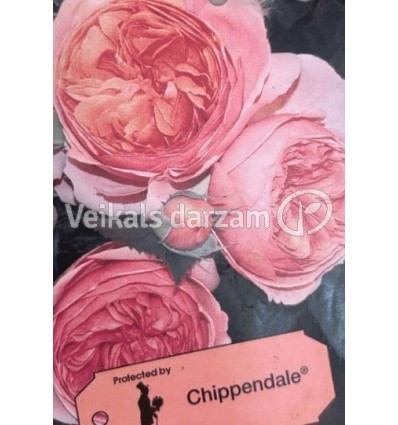 LIELZIEDU ŠĶIRNES ROZE CHIPPENDALE®