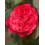 ROZE FLORIBUNDA MANORA®