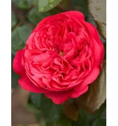 ROZE FLORIBUNDA MANORA®