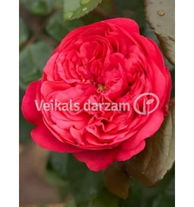 ROZE FLORIBUNDA MANORA®